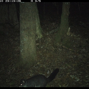 Trichosurus caninus (Mountain Brushtail Possum) at Comboyne, NSW - 10 Nov 2024 by Akania