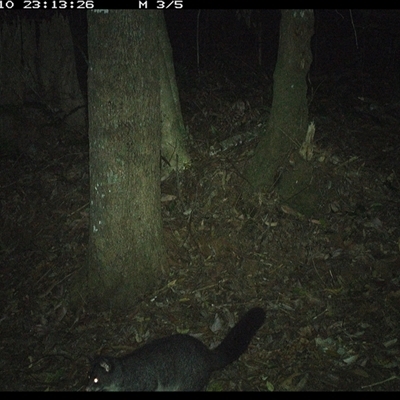 Trichosurus caninus (Mountain Brushtail Possum) at Comboyne, NSW - 10 Nov 2024 by Akania