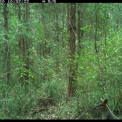 Wallabia bicolor (Swamp Wallaby) at Gum Scrub, NSW - 20 Oct 2024 by carinya