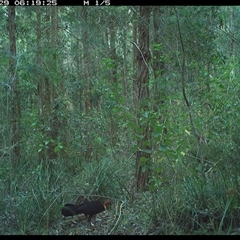 Alectura lathami (Australian Brush-turkey) at Gum Scrub, NSW - 29 Oct 2024 by carinya