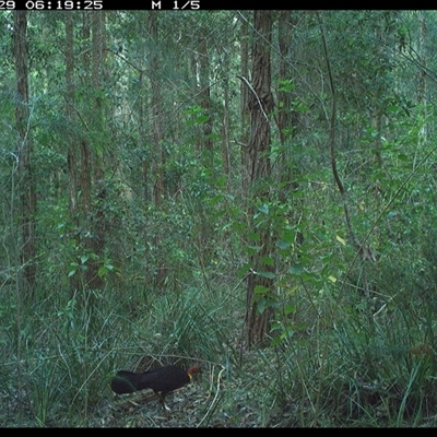 Alectura lathami (Australian Brush-turkey) at Gum Scrub, NSW - 29 Oct 2024 by carinya
