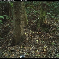 Menura novaehollandiae (Superb Lyrebird) at Comboyne, NSW - 13 Nov 2024 by Akania