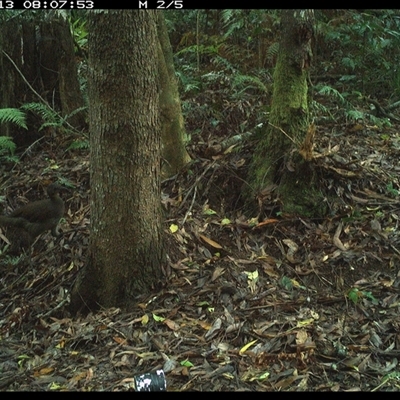 Menura novaehollandiae (Superb Lyrebird) at Comboyne, NSW - 13 Nov 2024 by Akania