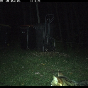 Felis catus (Feral Cat) at Gum Scrub, NSW - 29 Oct 2024 by carinya