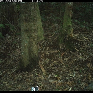 Colluricincla harmonica at Comboyne, NSW - 15 Nov 2024 06:09 AM