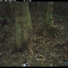 Colluricincla harmonica at Comboyne, NSW - 15 Nov 2024 06:09 AM