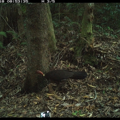 Alectura lathami (Australian Brush-turkey) at Comboyne, NSW - 18 Nov 2024 by Akania