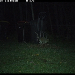 Macropodidae (family) (Unknown kangaroo or wallaby) at Gum Scrub, NSW - 30 Oct 2024 by carinya