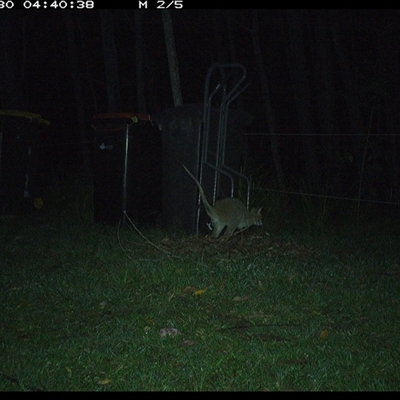 Macropodidae (family) (Unknown kangaroo or wallaby) at Gum Scrub, NSW - 30 Oct 2024 by carinya