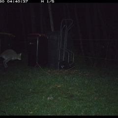 Macropodidae (family) at Gum Scrub, NSW - 30 Oct 2024 04:40 AM