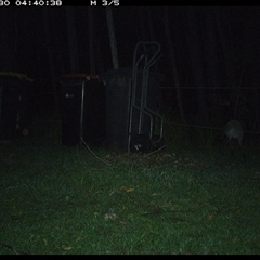 Macropodidae (family) at Gum Scrub, NSW - 30 Oct 2024 04:40 AM