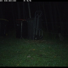 Macropodidae (family) at Gum Scrub, NSW - 30 Oct 2024 04:40 AM
