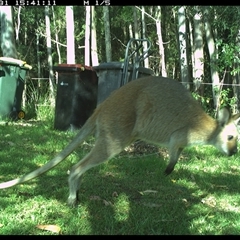 Notamacropus rufogriseus (Red-necked Wallaby) at Gum Scrub, NSW - 31 Oct 2024 by carinya