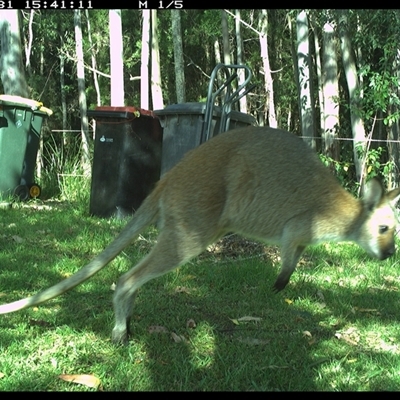 Notamacropus rufogriseus (Red-necked Wallaby) at Gum Scrub, NSW - 31 Oct 2024 by carinya