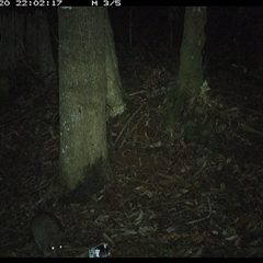 Potorous tridactylus (Long-nosed Potoroo) at Comboyne, NSW - 20 Nov 2024 by Akania