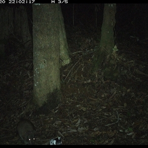 Potorous tridactylus (Long-nosed Potoroo) at Comboyne, NSW - 20 Nov 2024 by Akania