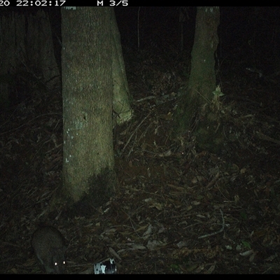 Potorous tridactylus (Long-nosed Potoroo) at Comboyne, NSW - 20 Nov 2024 by Akania