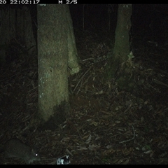 Potorous tridactylus at Comboyne, NSW - 20 Nov 2024 10:02 PM
