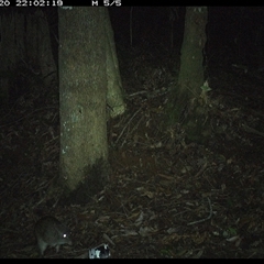 Potorous tridactylus at Comboyne, NSW - 20 Nov 2024 10:02 PM