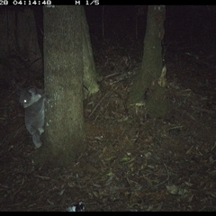 Phascolarctos cinereus (Koala) at Comboyne, NSW - 28 Nov 2024 by Akania