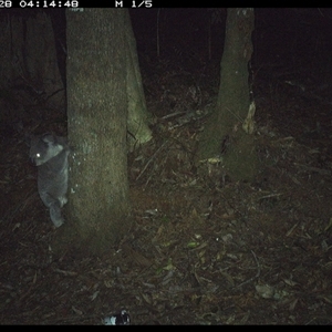 Phascolarctos cinereus at Comboyne, NSW - 28 Nov 2024 04:14 AM