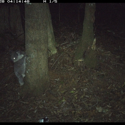 Phascolarctos cinereus (Koala) at Comboyne, NSW - 28 Nov 2024 by Akania