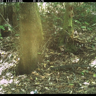 Varanus varius (Lace Monitor) at Comboyne, NSW - 2 Dec 2024 by Akania