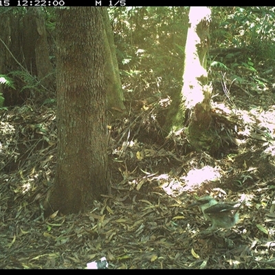 Dacelo novaeguineae (Laughing Kookaburra) at Comboyne, NSW - 15 Dec 2024 by Akania