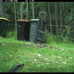 Varanus varius (Lace Monitor) at Gum Scrub, NSW - 2 Nov 2024 by carinya