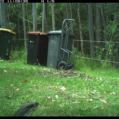 Varanus varius (Lace Monitor) at Gum Scrub, NSW - 2 Nov 2024 by carinya
