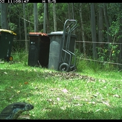 Varanus varius at Gum Scrub, NSW - suppressed