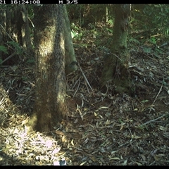 Ptilonorhynchus violaceus (Satin Bowerbird) at Comboyne, NSW - 21 Dec 2024 by Akania