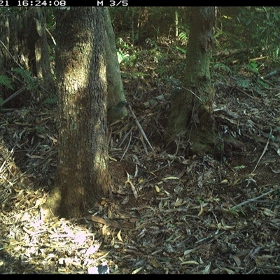 Ptilonorhynchus violaceus (Satin Bowerbird) at Comboyne, NSW - 21 Dec 2024 by Akania