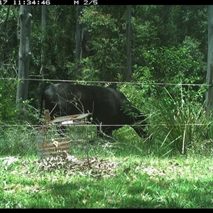 Bos taurus (Cattle) at Gum Scrub, NSW - 17 Nov 2024 by carinya