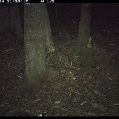 Tachyglossus aculeatus (Short-beaked Echidna) at Comboyne, NSW - 24 Dec 2024 by Akania