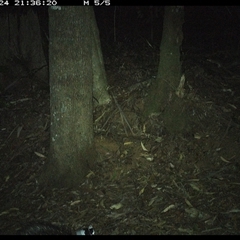 Tachyglossus aculeatus at Comboyne, NSW - 24 Dec 2024 09:36 PM