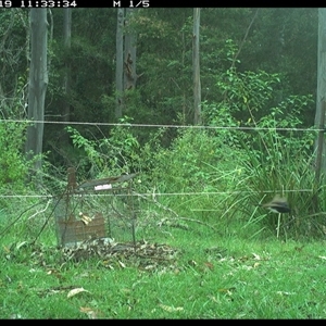 Rhipidura leucophrys at Gum Scrub, NSW - 19 Nov 2024 11:33 AM