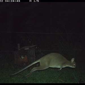 Thylogale thetis at Gum Scrub, NSW - 22 Nov 2024 04:24 AM