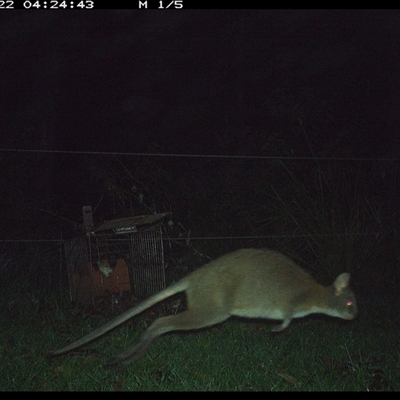 Thylogale thetis (Red-necked Pademelon) at Gum Scrub, NSW - 22 Nov 2024 by carinya