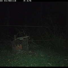 Isoodon macrourus (Northern Brown Bandicoot) at Gum Scrub, NSW - 23 Nov 2024 by carinya