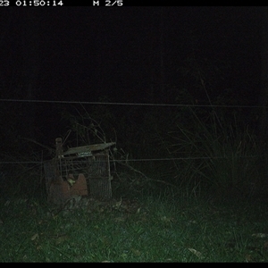 Isoodon macrourus (Northern Brown Bandicoot) at Gum Scrub, NSW - 23 Nov 2024 by carinya