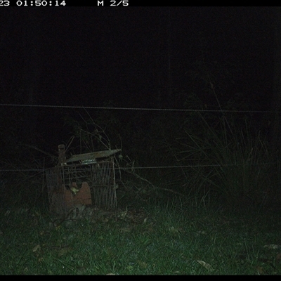Isoodon macrourus (Northern Brown Bandicoot) at Gum Scrub, NSW - 23 Nov 2024 by carinya