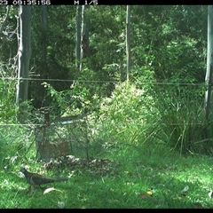Geopelia humeralis (Bar-shouldered Dove) at Gum Scrub, NSW - 23 Nov 2024 by carinya