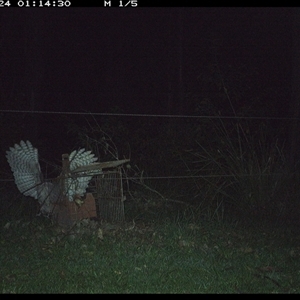 Podargus strigoides (Tawny Frogmouth) at Gum Scrub, NSW - 24 Nov 2024 by carinya
