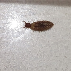 Myrmeleontidae (family) (Unidentified Antlion Lacewing) at Penrose, NSW - 8 Sep 2025 by Aussiegall