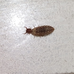 Myrmeleontidae (family) at Penrose, NSW - suppressed