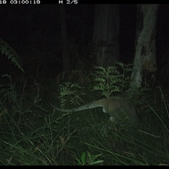 Notamacropus rufogriseus (Red-necked Wallaby) at Riverside, NSW - 18 Nov 2024 by KoalaCA