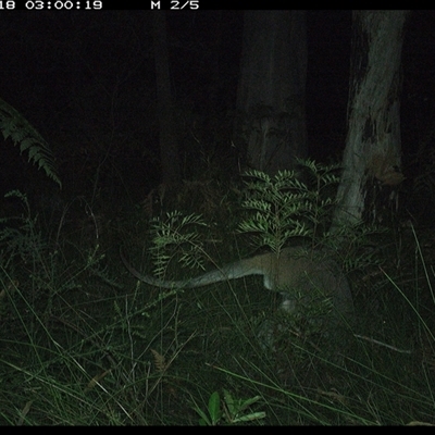 Notamacropus rufogriseus (Red-necked Wallaby) at Riverside, NSW - 18 Nov 2024 by KoalaCA