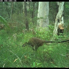 Wallabia bicolor (Swamp Wallaby) at Riverside, NSW - 18 Nov 2024 by KoalaCA
