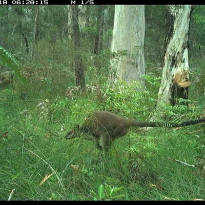 Wallabia bicolor (Swamp Wallaby) at Riverside, NSW - 18 Nov 2024 by KoalaCA